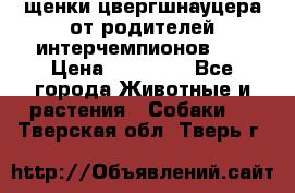 щенки цвергшнауцера от родителей интерчемпионов,   › Цена ­ 35 000 - Все города Животные и растения » Собаки   . Тверская обл.,Тверь г.